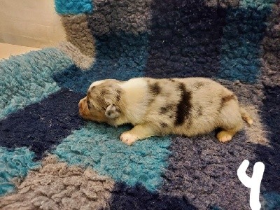 Chiot n 4