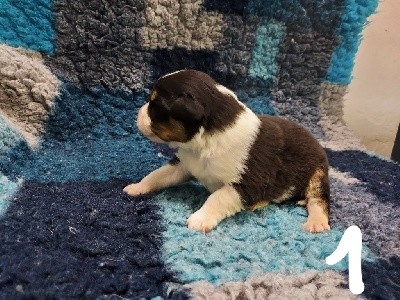 Chiot n 1