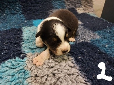 Chiot n 2