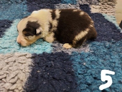 Chiot n 5