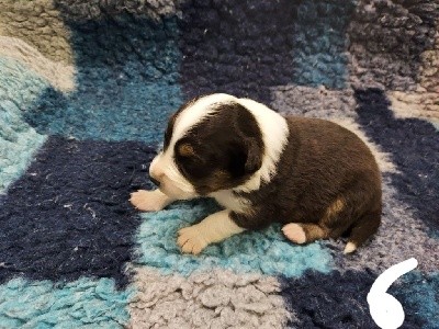 Chiot n 6