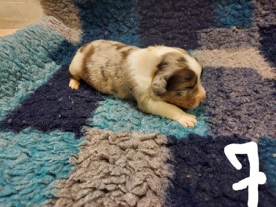 Chiot n 7