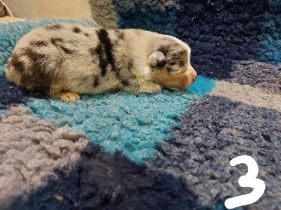 Chiot n 3